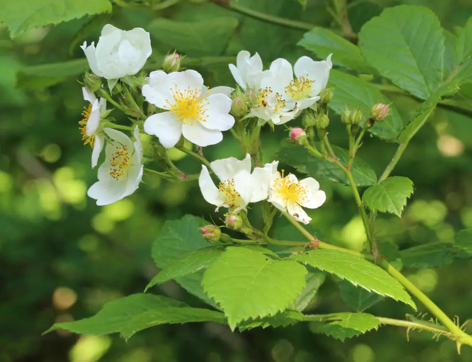Multiflora Rose (Rosa multiflora)