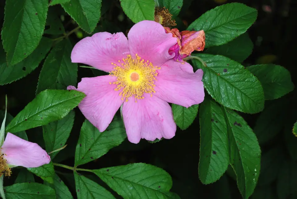 Swamp Rose (Rosa palustris)