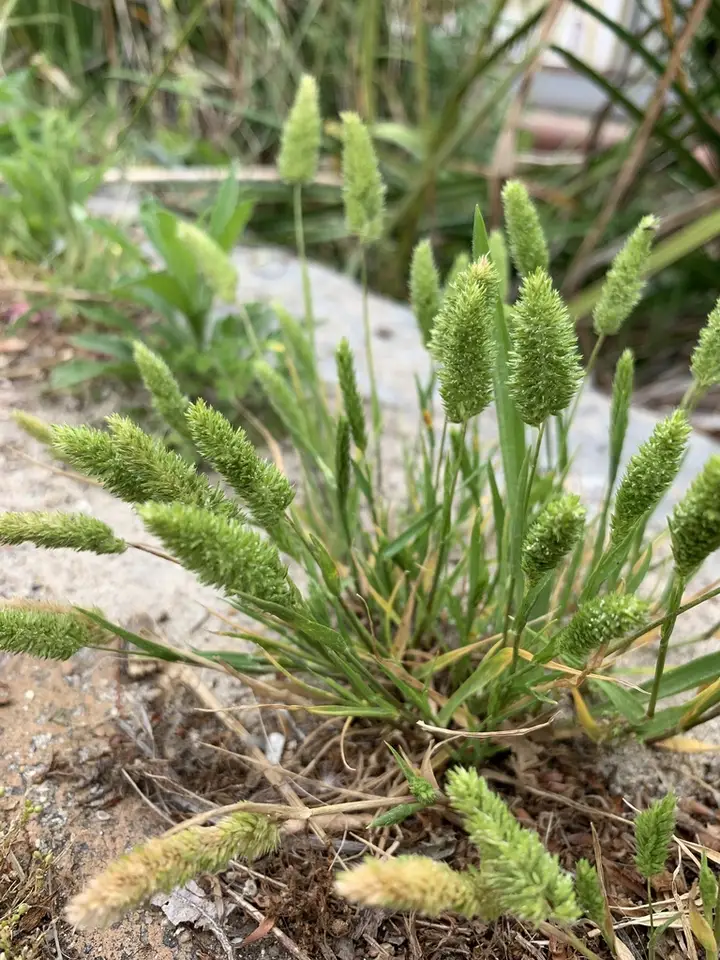 Mediterranean Hair-Grass (Rostraria cristata)