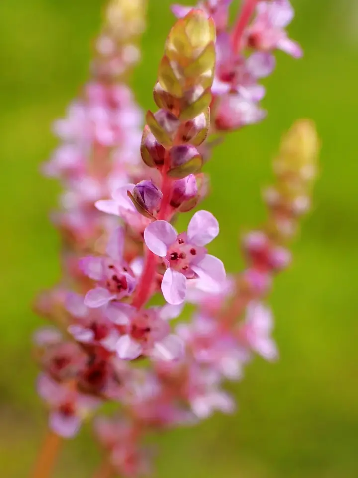 Roundleaf Toothcup (Rotala rotundifolia)