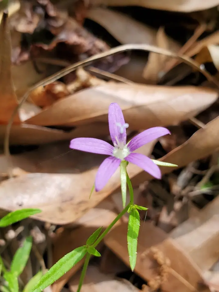 Florida Bellflower (Rotanthella floridana)