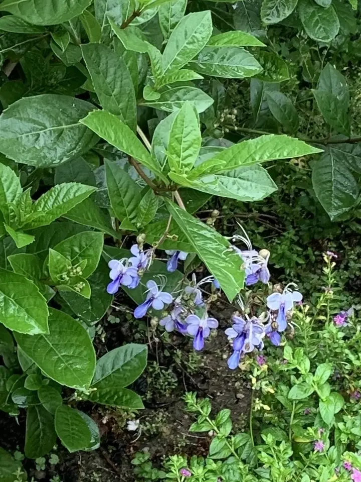 Rough-Leaved Cats-Whiskers (Rotheca myricoides)