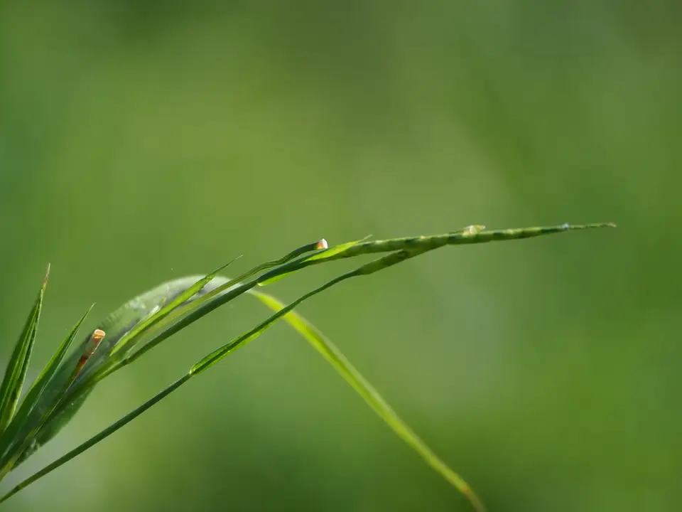Itchgrass (Rottboellia cochinchinensis)