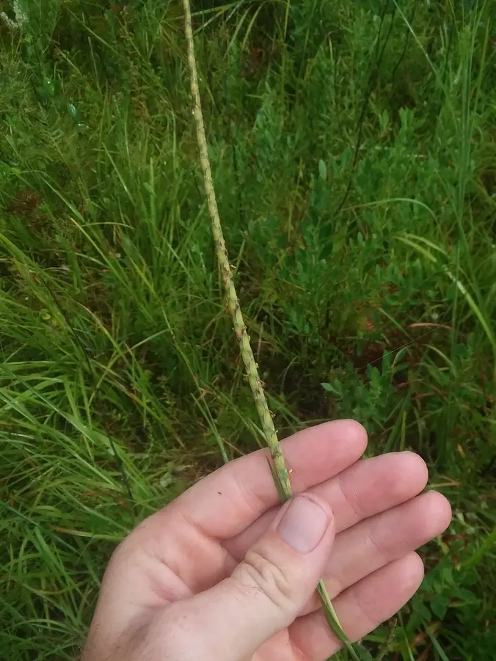 Rottboellia tessellata (Rottboellia tessellata)