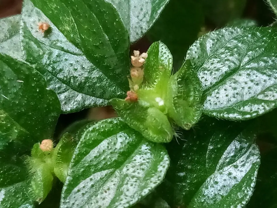 Rousselia humilis (Rousselia humilis)