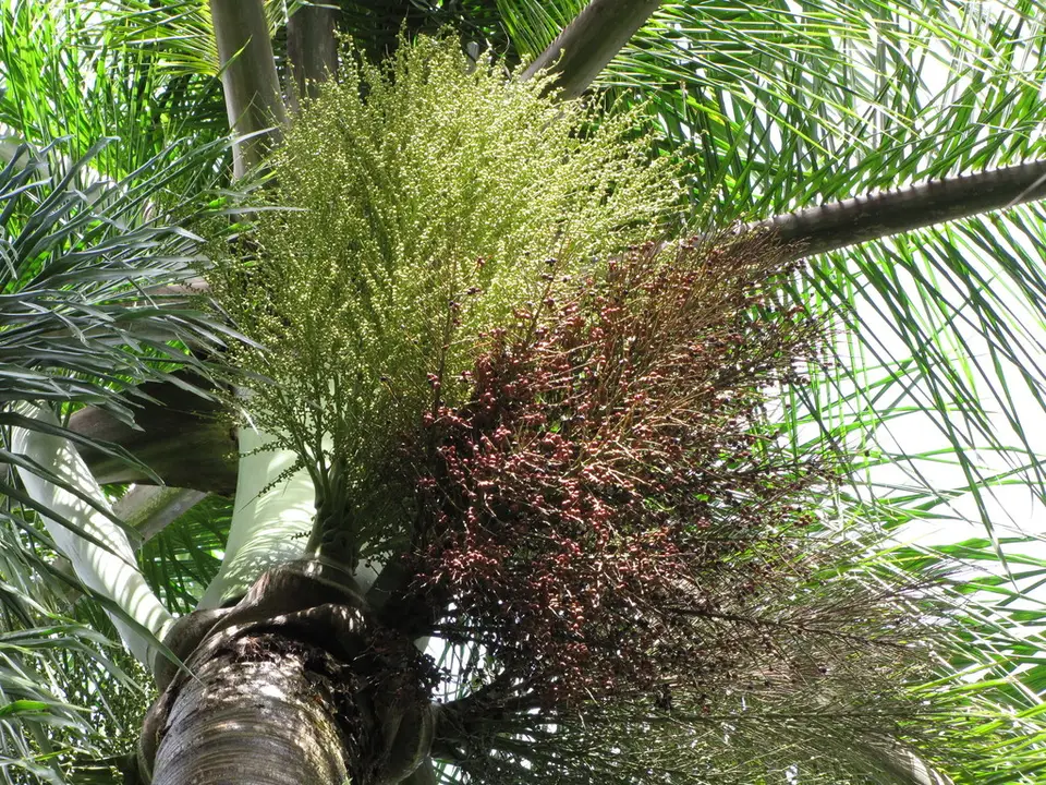 Royal Palm (Roystonea regia)