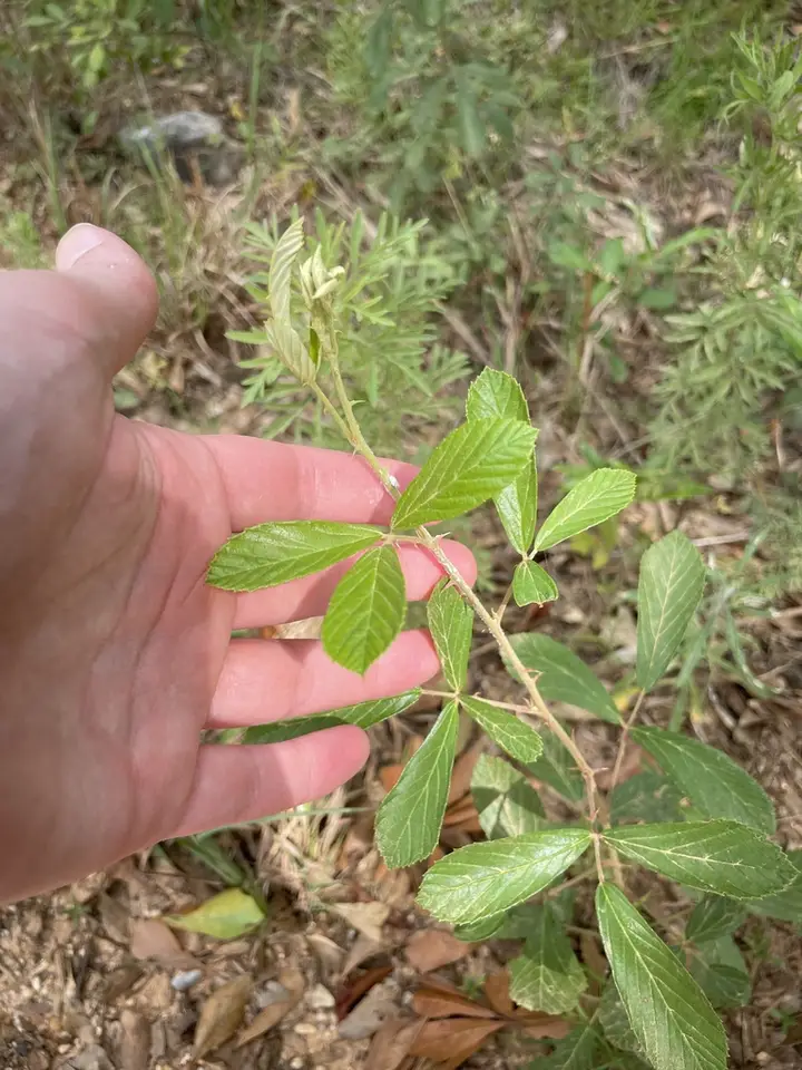 Rubus chapmanii (Rubus chapmanii)
