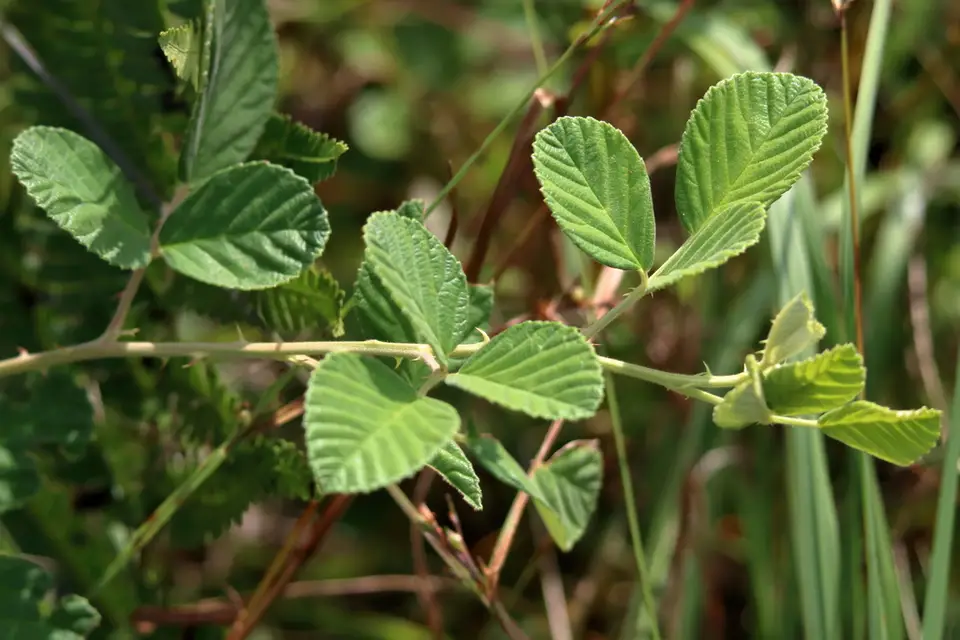 Sand Blackberry (Rubus cuneifolius)