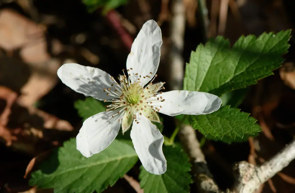 Enslen's Dewberry (Rubus enslenii)