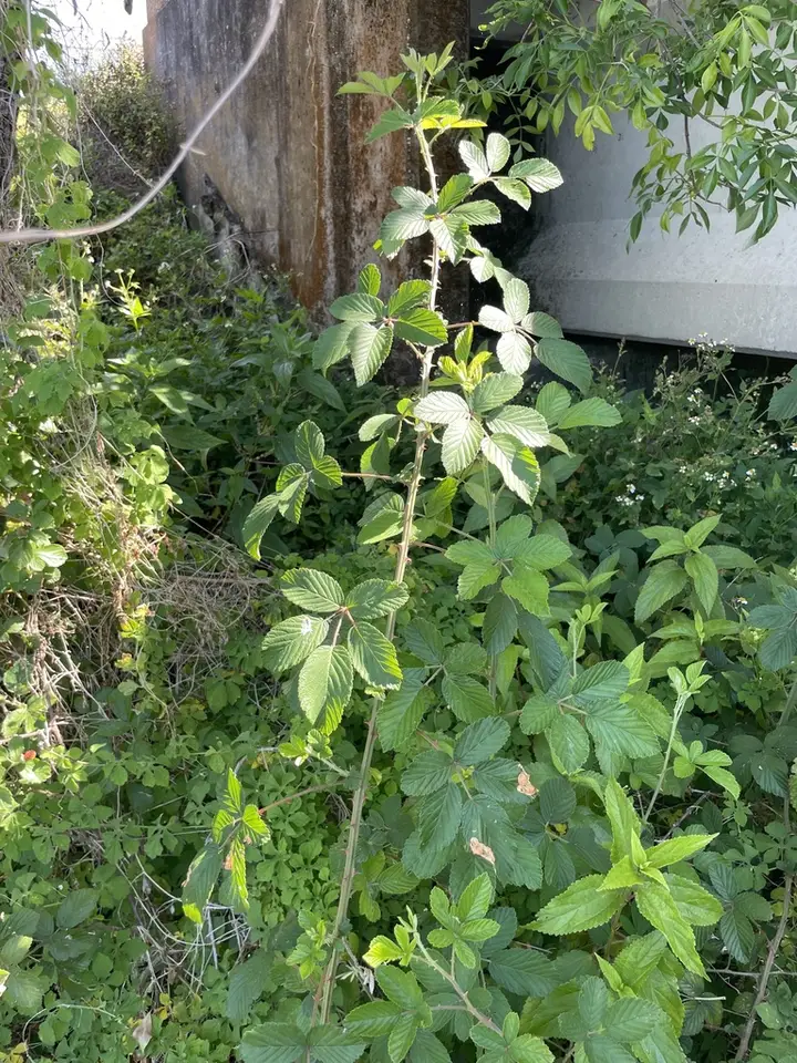 Rubus humei (Rubus humei)