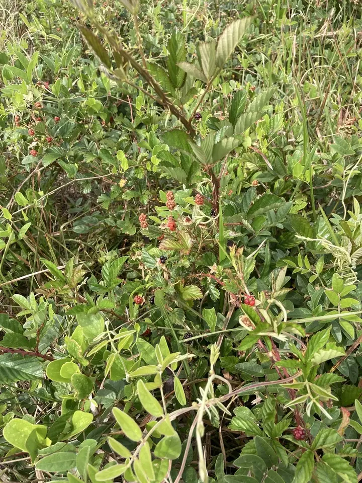 Ocala Blackberry (Rubus inferior)