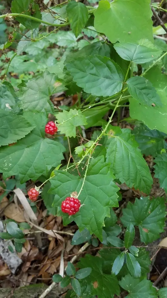 Shining Florida Dewberry (Rubus lucidus)