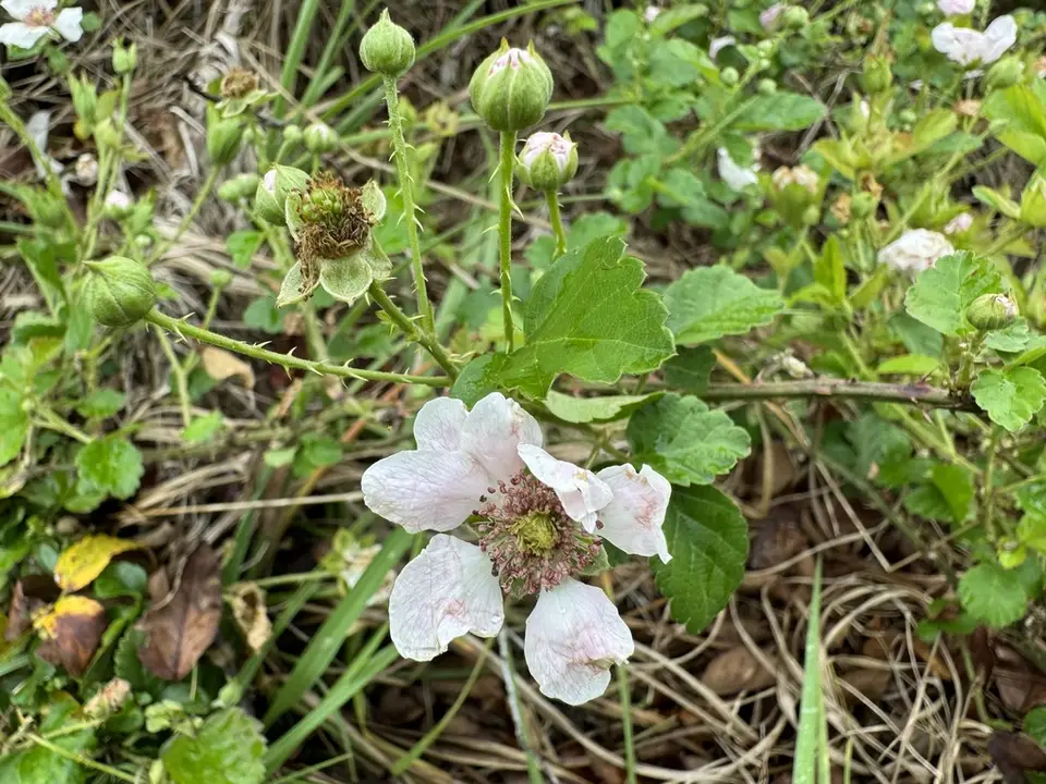 Marvel Dewberry (Rubus mirus)