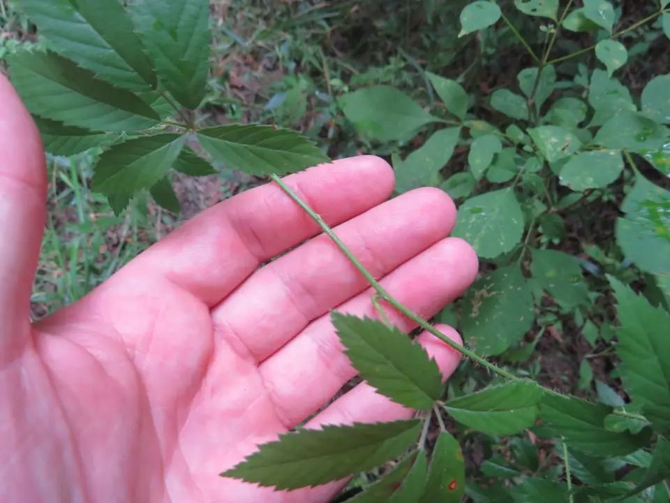 Mississippi Dewberry (Rubus mississippianus)