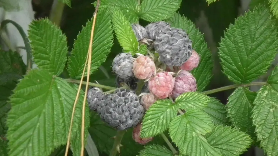 Ceylon Raspberry (Rubus niveus)