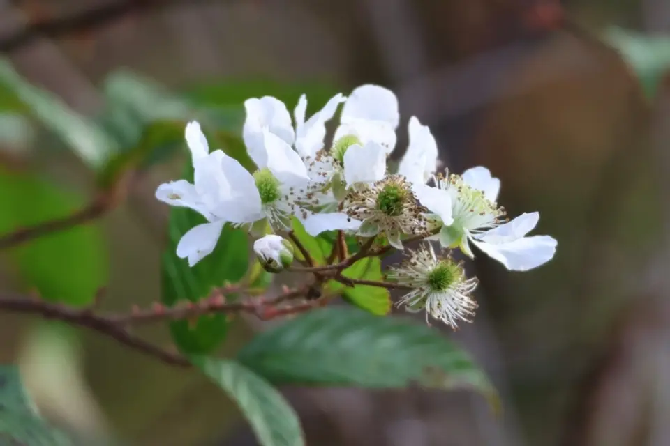 Persistent Blackberry (Rubus persistens)