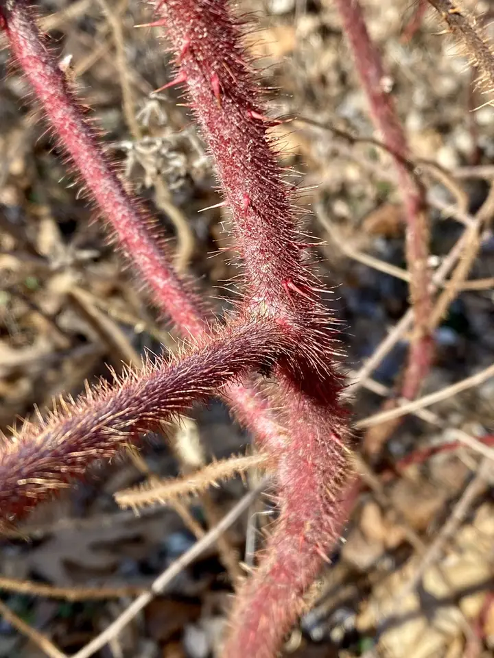 Wineberry (Rubus phoenicolasius)