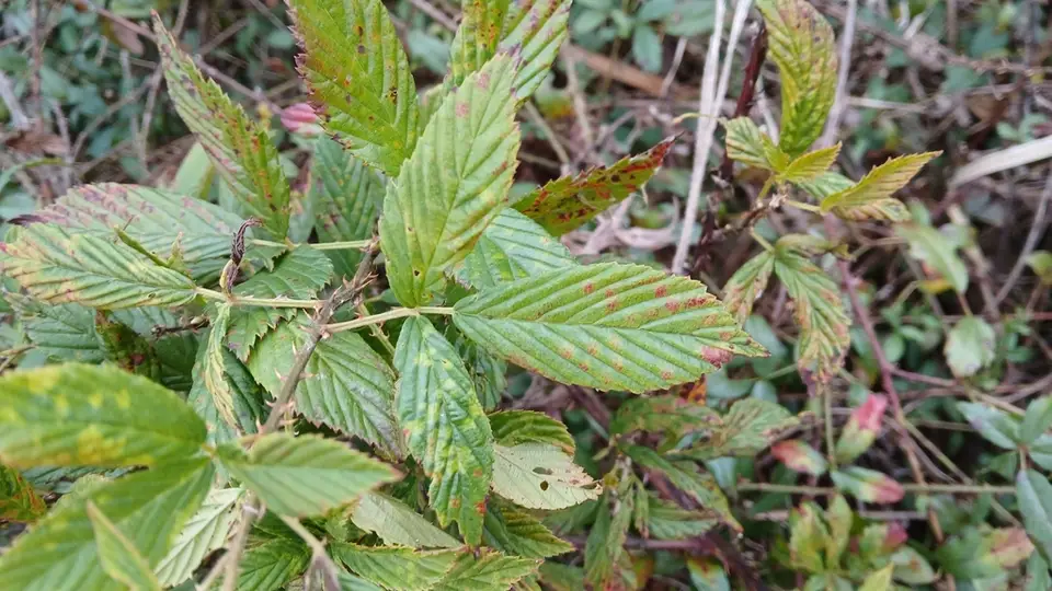 Birmingham Blackberry (Rubus probativus)