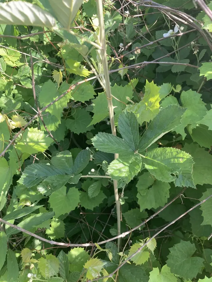 Rubus randolphiorum (Rubus randolphiorum)