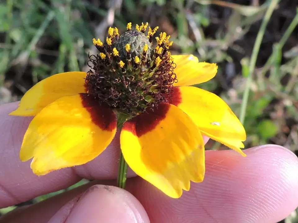 Clasping Coneflower (Rudbeckia amplexicaulis)