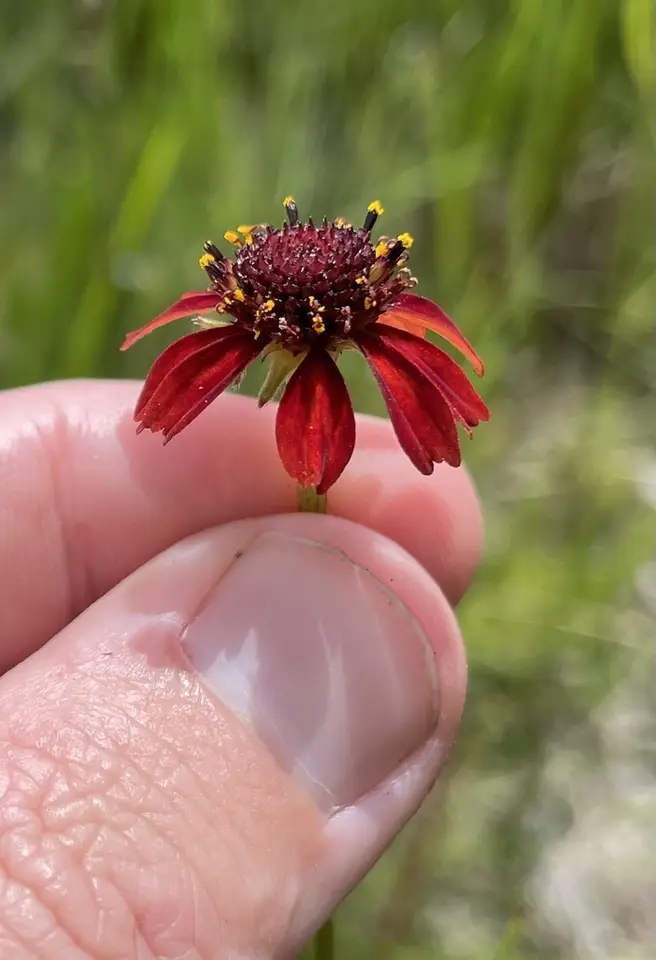 Grassleaf Coneflower (Rudbeckia graminifolia)