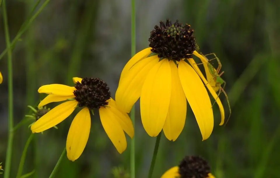 Mohr's Coneflower (Rudbeckia mohrii)