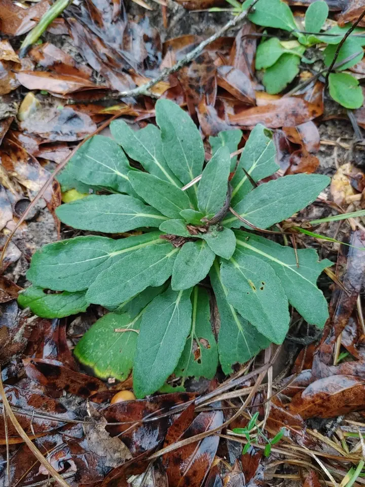 Softhair Coneflower (Rudbeckia mollis)