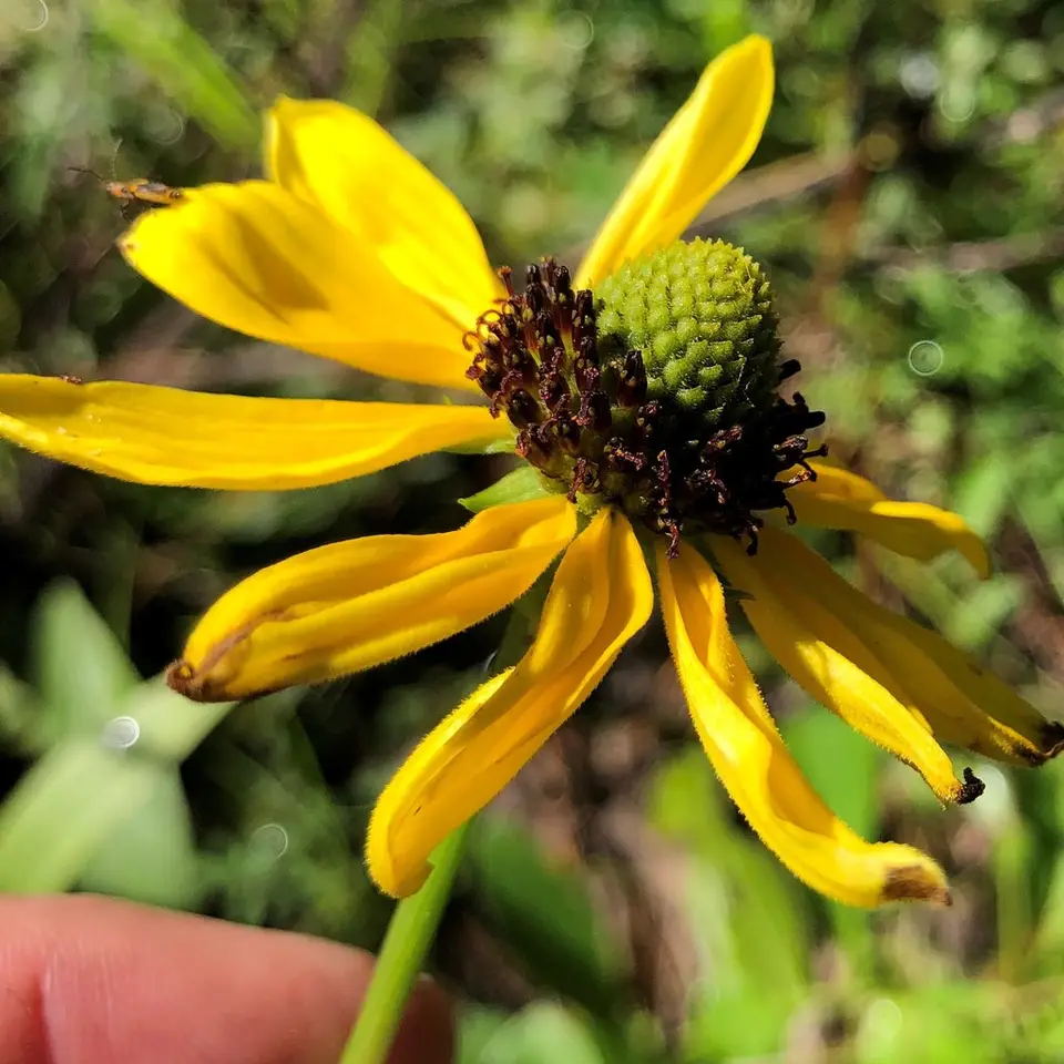 Shiny Coneflower (Rudbeckia nitida)