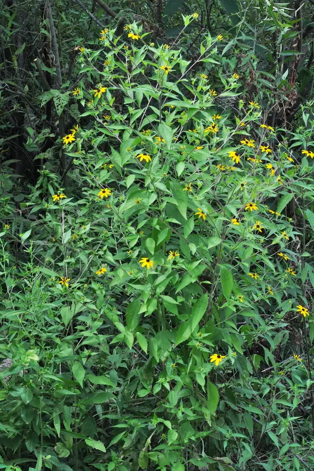 Brown-Eyed Susan (Rudbeckia triloba)