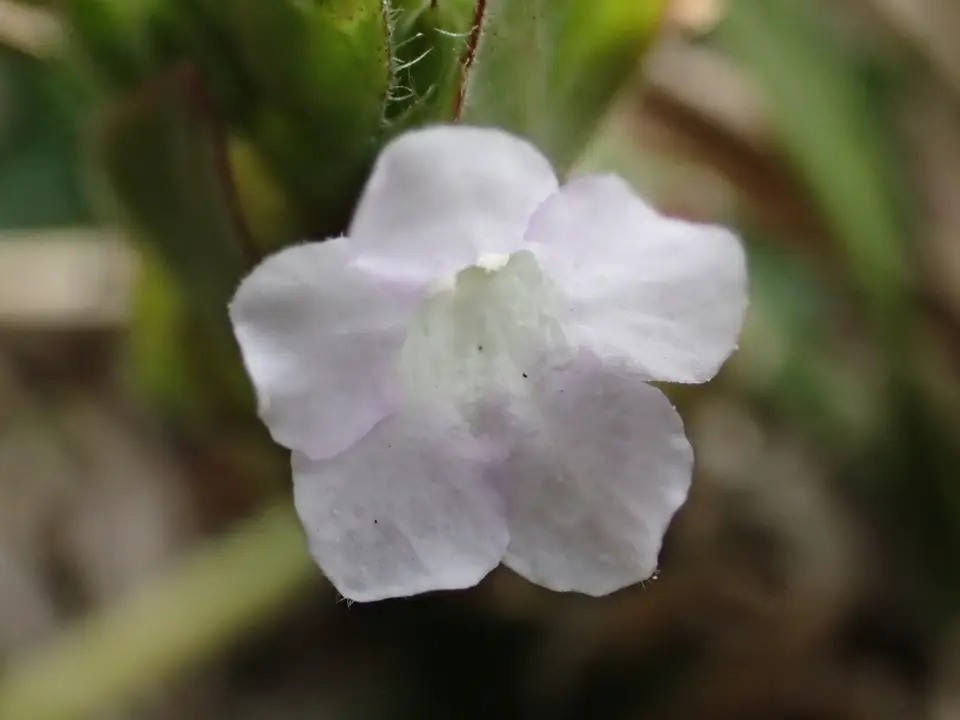 Browne's Blechum (Ruellia blechum)