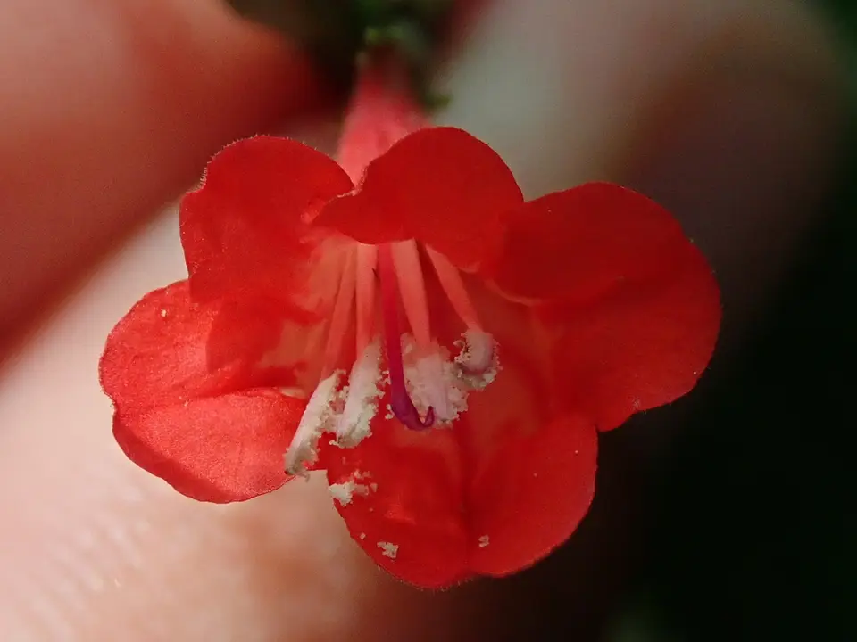 Tropical Wild Petunia (Ruellia brevifolia)