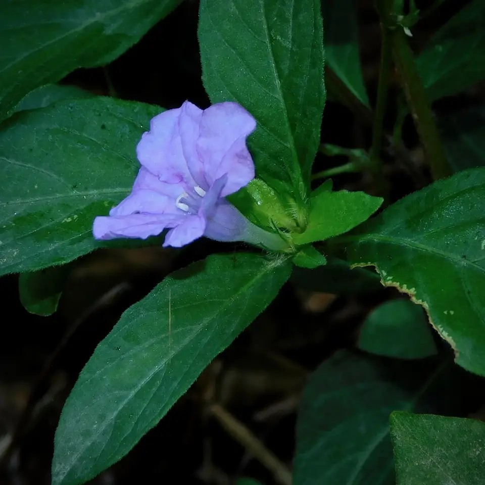 Carolina Ruellia (Ruellia caroliniensis)