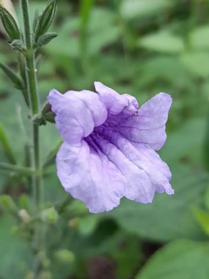 Hairyflower Ruellia (Ruellia ciliatiflora)