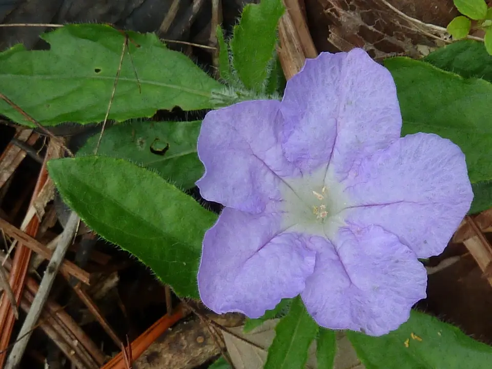Ciliate Ruellia (Ruellia ciliosa)