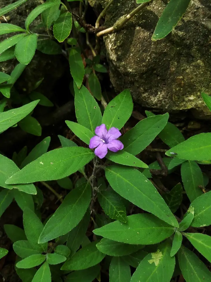 Shrubby Wild Petunia (Ruellia dipteracanthus)