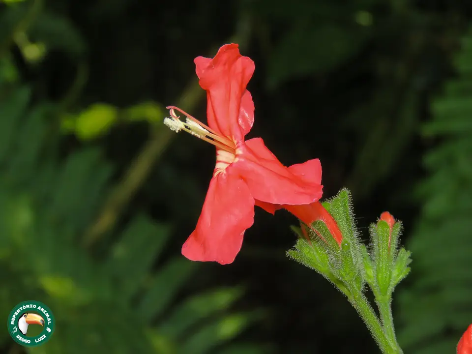 Brazilian Ruellia (Ruellia elegans)