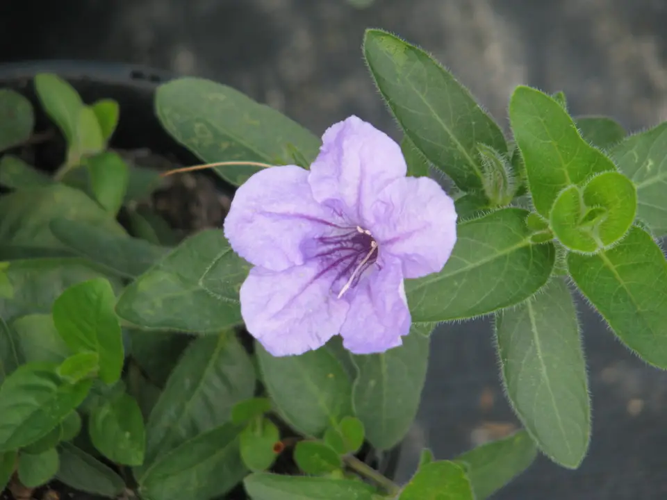 Hairy Ruellia (Ruellia humilis)