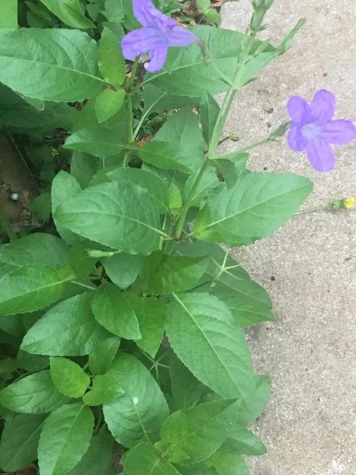 Common Wild Petunia (Ruellia nudiflora)