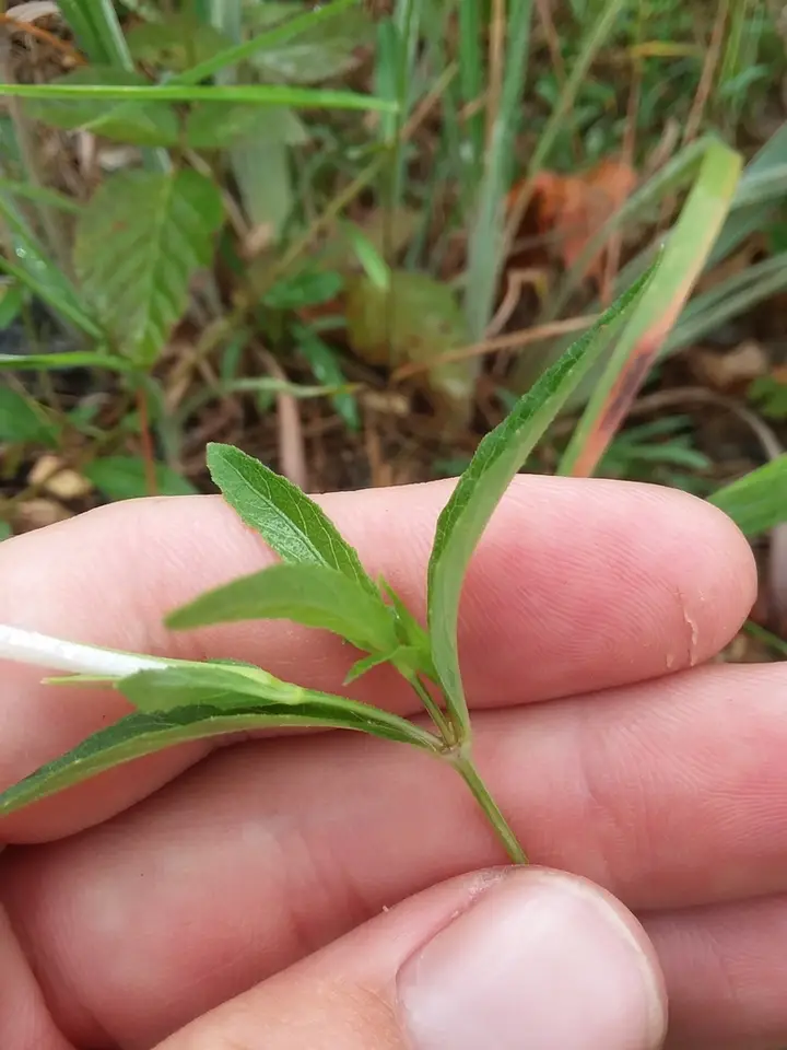 Ruellia pinetorum (Ruellia pinetorum)