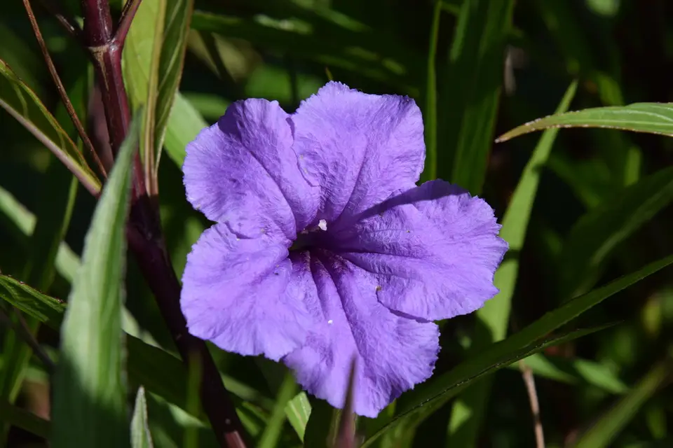Mexican Ruellia (Ruellia simplex)