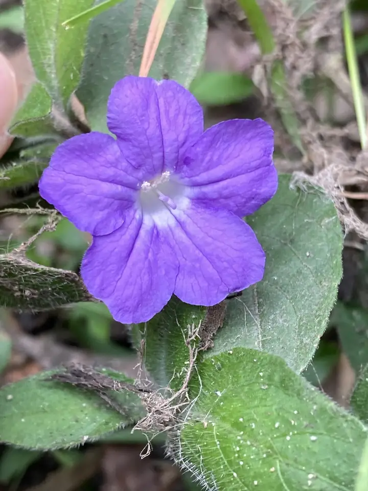 Creeping Ruellia (Ruellia squarrosa)