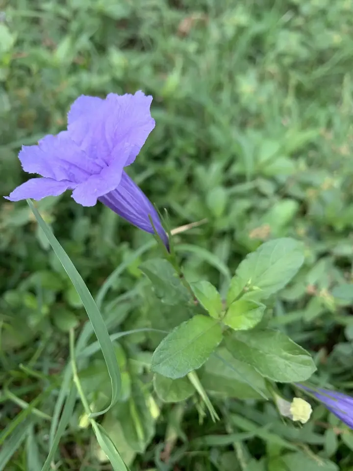 Popping Pod (Ruellia tuberosa)