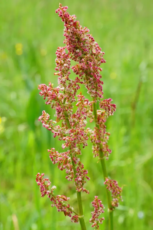 Common Sorrel (Rumex acetosa)