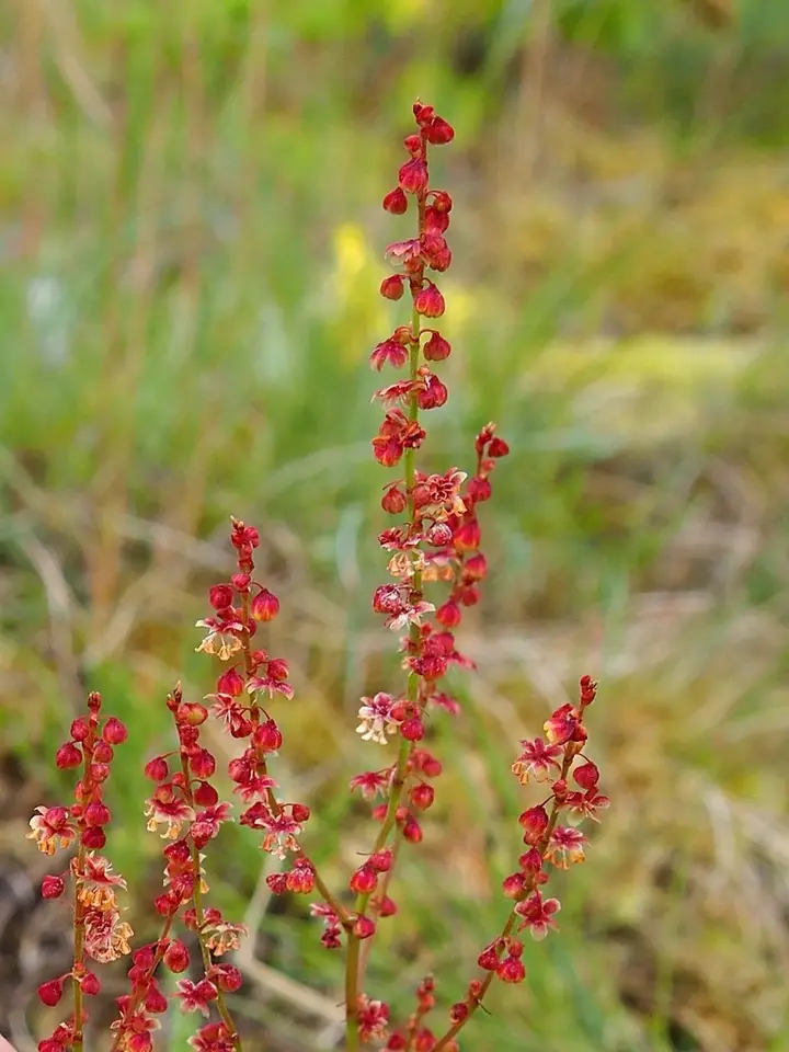 Sheep's Sorrel (Rumex acetosella)