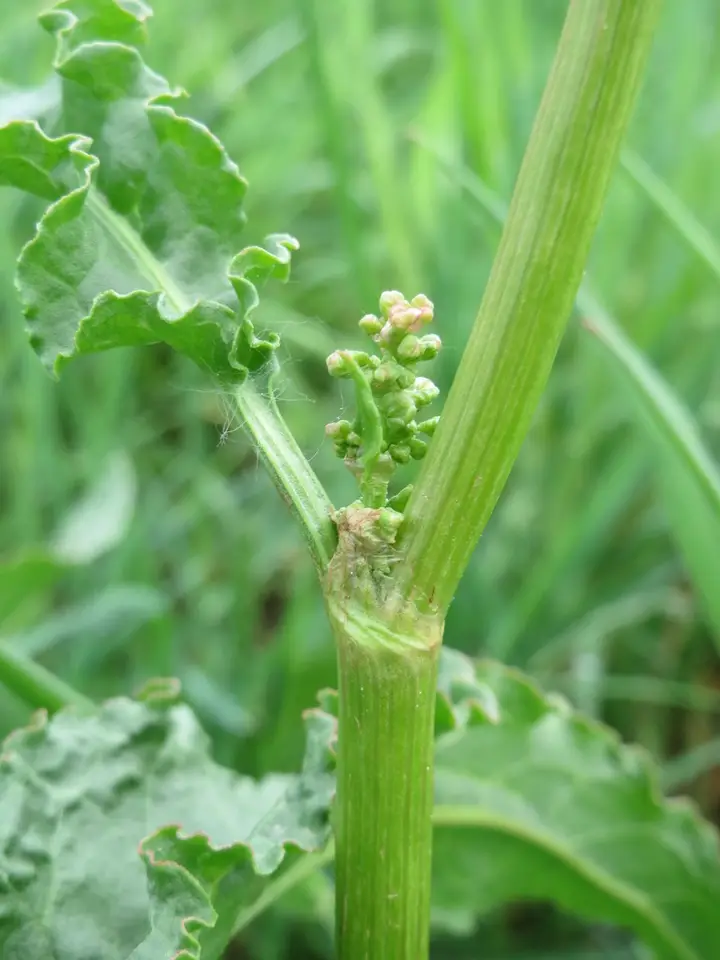 Curly Dock (Rumex crispus)