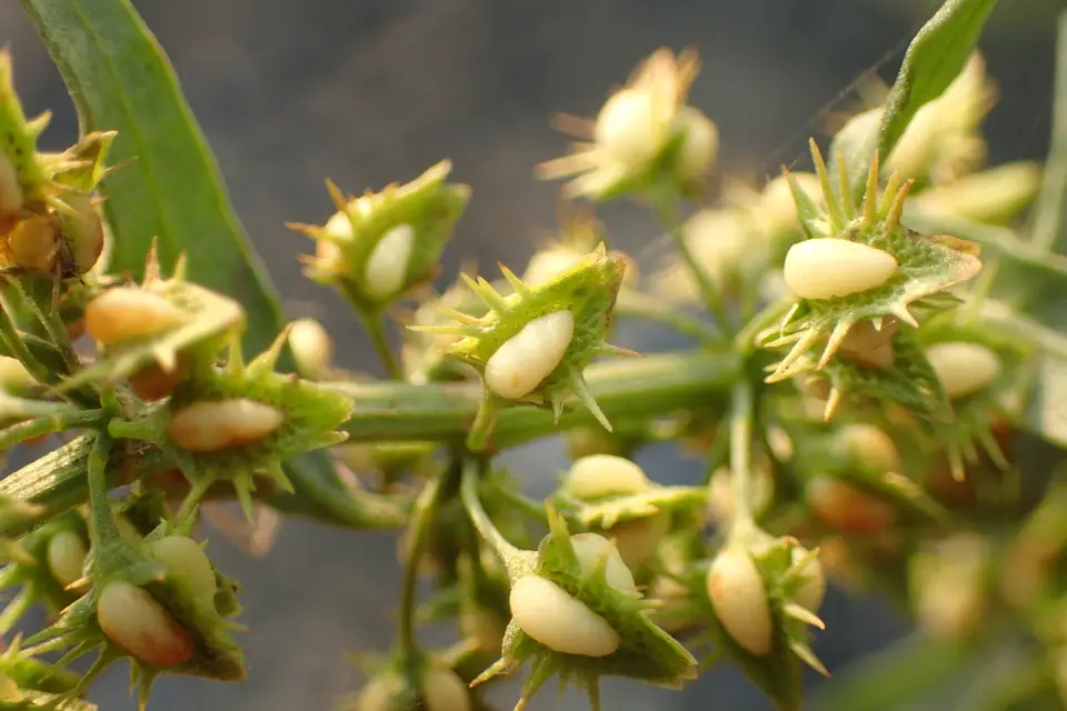 Aegean Dock (Rumex dentatus)