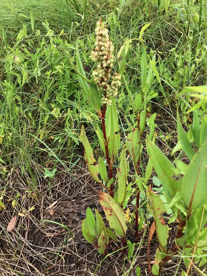 Florida Dock (Rumex floridanus)