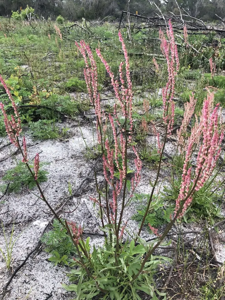 Hastate-Leaved Dock (Rumex hastatulus)