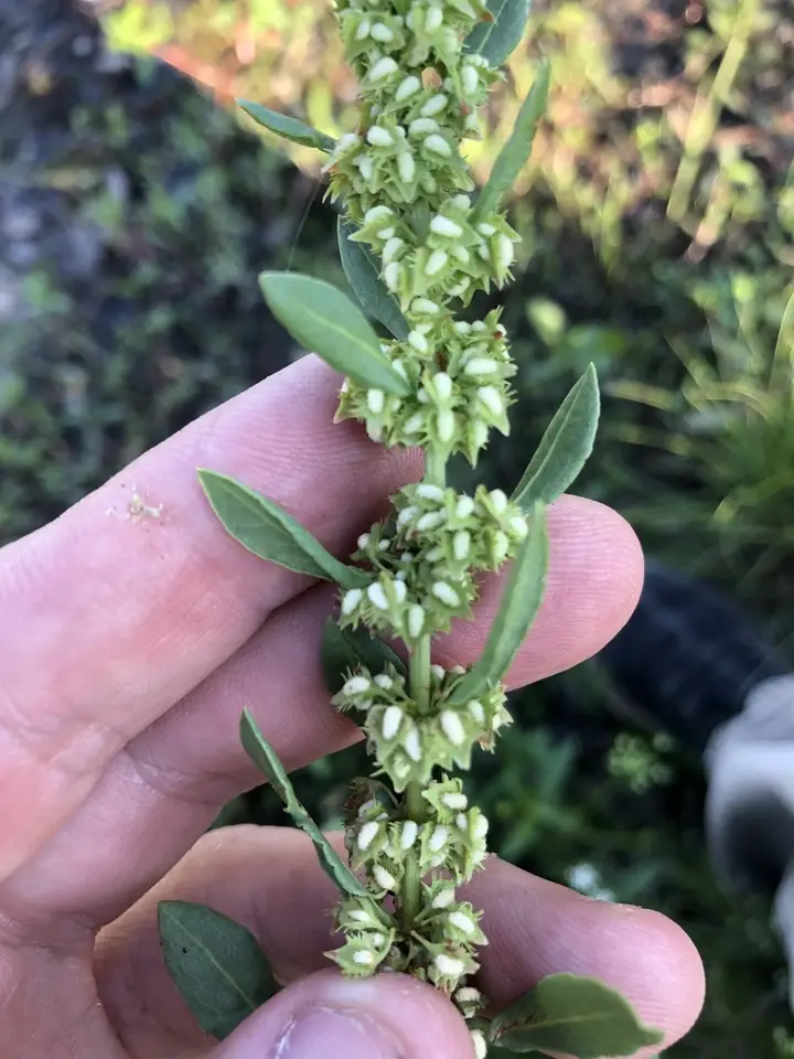 Obovate-Leaved Dock (Rumex obovatus)