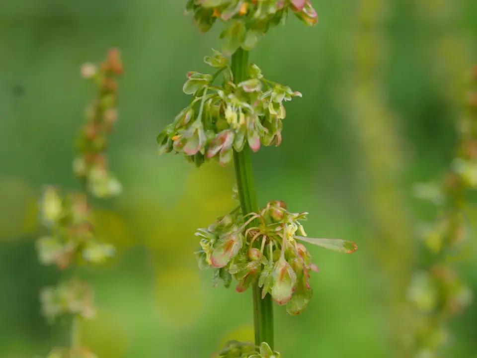 Broad-Leaved Dock (Rumex obtusifolius)